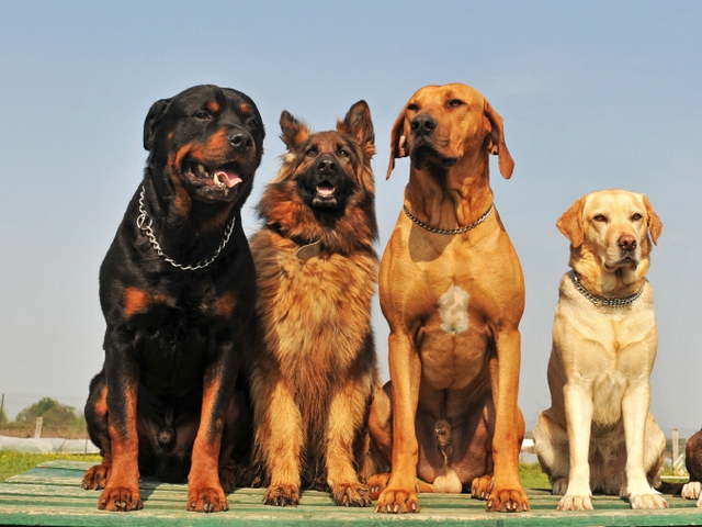 Крупные породы собак в Медвежьегорске | ЗооТом портал о животных